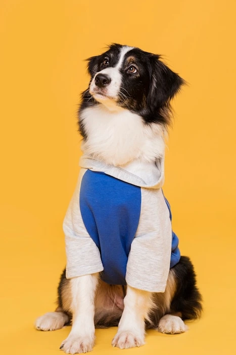 big-dog-clothing