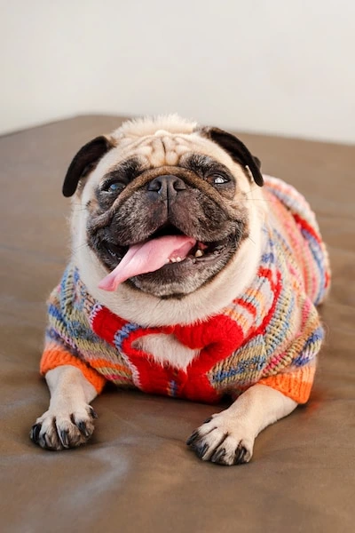 cuatomized pet clothing