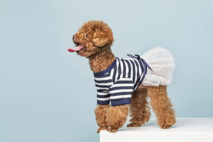 custom pet clothing